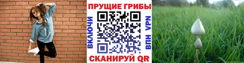 Псилоцибиновые грибы Cubensis  KRAKEN ссылки  Междуреченск  закладки 